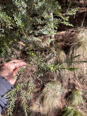 Micrantheum hexandrum