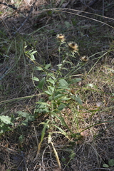 Carlina biebersteinii