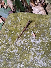 Scincella rufocaudata