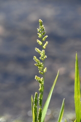 Beckmannia syzigachne
