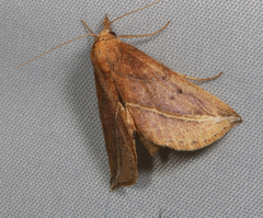 Phyprosopus callitrichoides