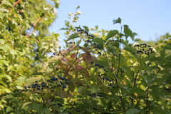 Viburnaceae