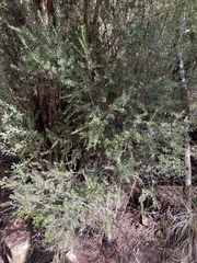 Micrantheum hexandrum