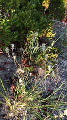 Froelichia floridana