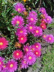 Ruschieae