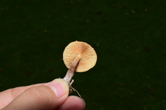 Gymnopilus dilepis
