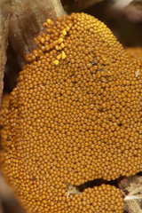 Oligonema persimile