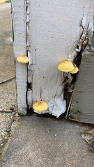 Gymnopilus lepidotus