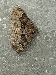 Xanthorhoe lacustrata