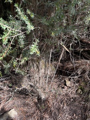 Micrantheum hexandrum