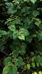 Ampelopsis glandulosa