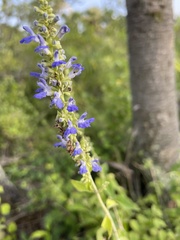 Salvia polystachia
