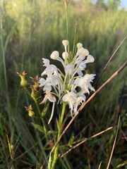 Platanthera blephariglottis