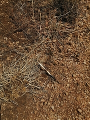 Hystrix africaeaustralis