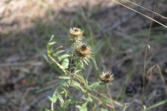 Carlina biebersteinii