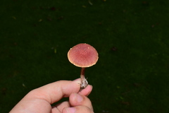 Gymnopilus dilepis