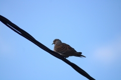 Streptopelia turtur