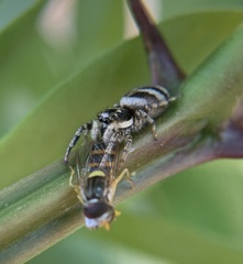 Salticus scenicus