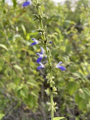 Salvia polystachia