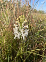Platanthera blephariglottis