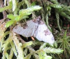 Xanthorhoe fluctuata