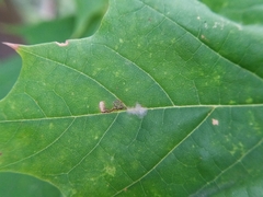 Stigmella aceris