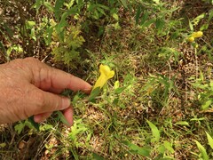 Aureolaria grandiflora