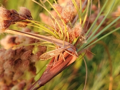 Zelus cervicalis