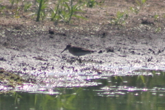 Calidris alpina