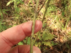 Aureolaria grandiflora