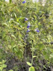 Salvia polystachia