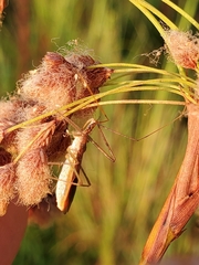 Zelus cervicalis