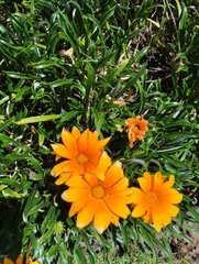 Gazania