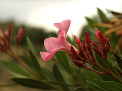 Nerium oleander