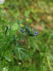 Gilia