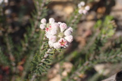 Phylica purpurea