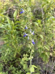 Salvia polystachia