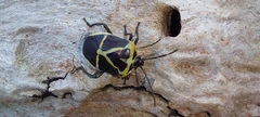 Commius elegans