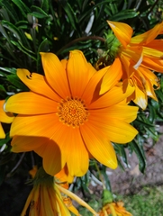 Gazania