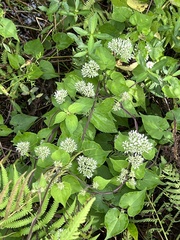 Mikania scandens