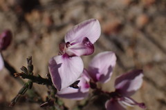 Polygala microlopha