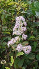 Spiraea alba latifolia