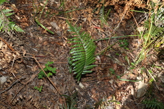 Telmatoblechnum indicum