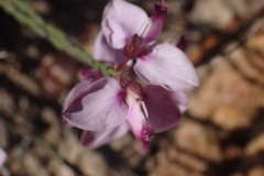 Polygala microlopha