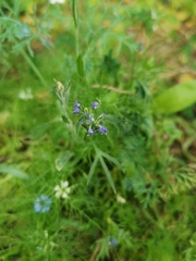 Gilia