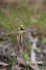 Caladenia toxochila