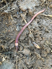 Aporrectodea trapezoides