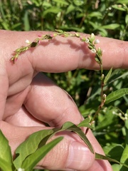 Persicaria hydropiper
