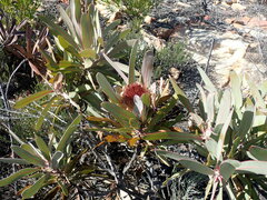 Protea lorifolia