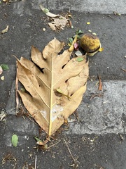 Neolamarckia cadamba